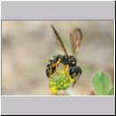 Cerceris quinquefasciata - Knotenwespe 05a 9mm - OS-Hasbergen Lehmhuegel.jpg